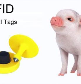 UHF RFID прикрепляет идентификационную карточку к свиньям и отслеживает их жизнь от рождения до убоя