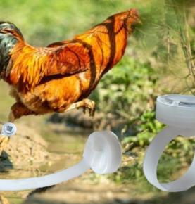 Браслет RFID для подсчета шагов бегущей курицы, браслет RFID для подсчета шагов идущей курицы, браслет RFID для подсчета шагов голубя, браслет 2.4G RFID для подсчета шагов