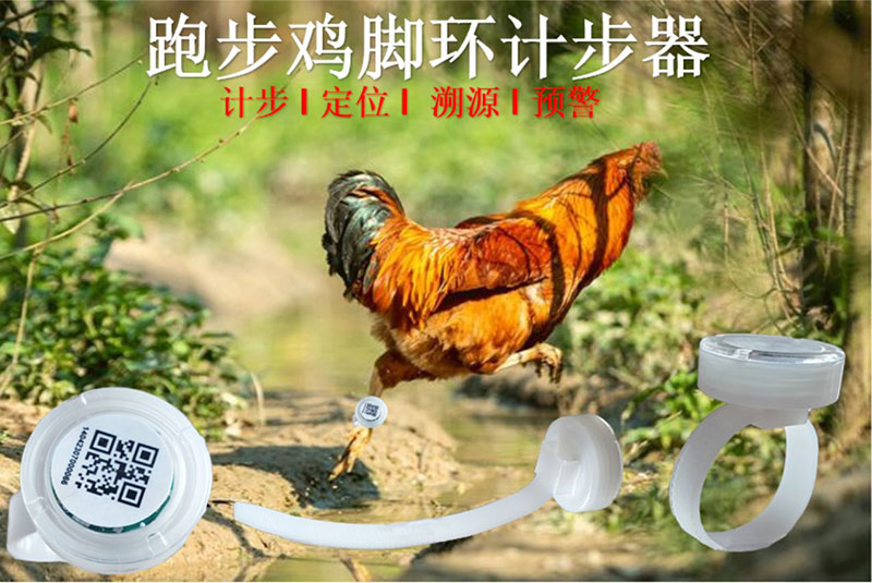 Браслет для подсчета шагов бегущей курицы RFID, браслет для подсчета шагов идущей курицы RFID, браслет для подсчета шагов голубя RFID, браслет для подсчета шагов 2.4G RFID